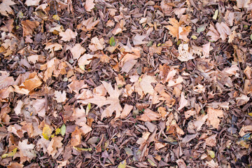 autumn leaves background