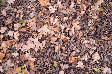 background of fallen leaves