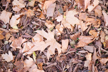Autumn textural background. 

