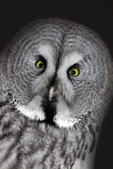 strix nebulosa lapponica Greate gray owl