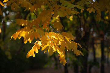 Autumn is golden in the forest. Backlit evening light. Autumn textural background.