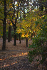 Fototapeta premium autumn in the park