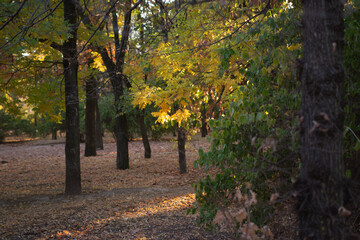 Naklejka premium Autumn is golden in the forest. Backlit evening light. Autumn textural background.