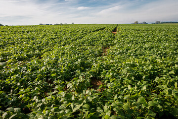 Fototapeta na wymiar Farmland with cultivated fresh green beans in the hilly landscape of the province of Limburg, the Netherlands