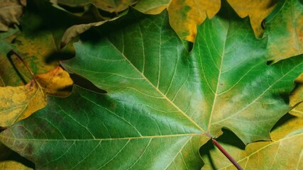 Close-up detail time-lapse of tree leaves dry up and change color during fall. Green autumn leaf getting yellow and orange. Timelapse plant leaf texture aging during seasons change