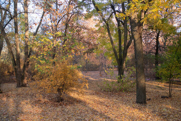 autumn in the forest