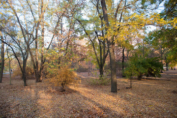 Naklejka premium trees in autumn