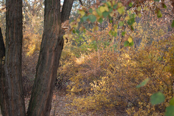 autumn in the park