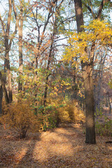 autumn in the forest