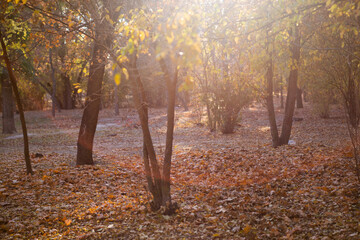 Fototapeta premium autumn in the forest