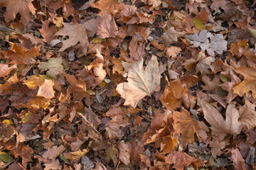 autumn leaves on the ground