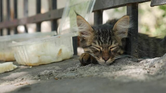 Sleepy homeless kitten looking at the camera. Concept of stray animals