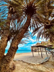 palm tree on the beach