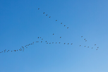 The crane migration in the autumn at Kelbra in Saxony Anhalt	