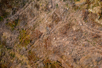 Damaged nature at a deforestation area