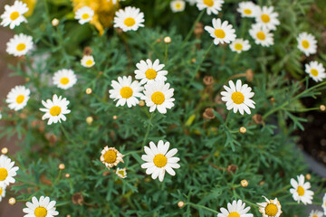 camomile flowers in the garden 