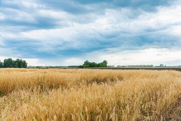 Ripe golden wheat on the field. Selective focus.