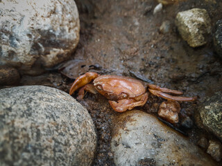 crab on the beach