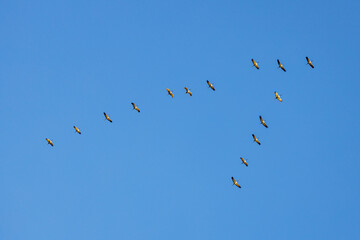 The crane migration in the autumn at Kelbra in Saxony Anhalt	