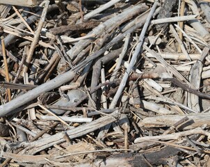 background of dry twigs ideal as a natural backdrop