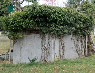 hunters hut camouflaged with green branches and leaves to be able to hide from the sight of birds