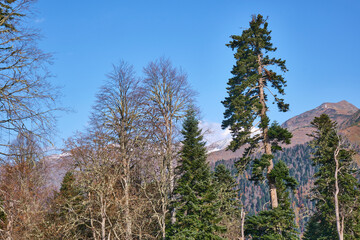 trees in the mountains