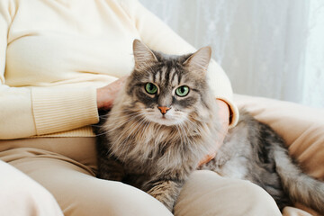 Close-up of gray furry cat sitting on woman's lap and looking at camera with its green eyes. Hands of older woman stroking, caressing fluffy pet resting on legs of owner, indoors - Powered by Adobe