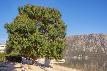 Tree of Paulownia tomentosa on sunny autumn day.  Montenegro. Coast of Kotor Bay