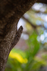 A Chameleon photographed with a shallow depth of field in it's natural habitat