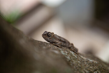 Chameleon in the wild