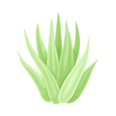 Aloe vera succulent plant. Trendy home, office decor vector illustration