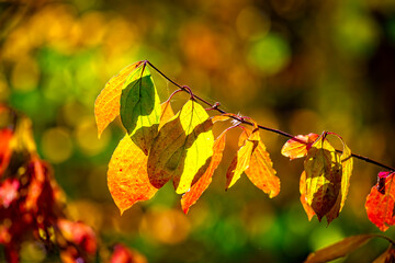 Obraz premium Abstract autumn background with bright yellow leaves in sunbeams for design, postcard, wallpaper. Nature autumn fall background. Free empty space for text.