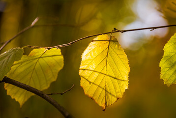 Obraz premium Abstract autumn background with bright yellow leaves in sunbeams for design, postcard, wallpaper. Nature autumn fall background. Free empty space for text.