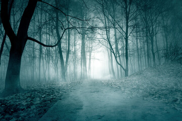 Foggy night forest with moonlight. Spooky autumn forest and fog. Mystery backdrop with dark trees.