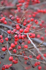Fototapeta na wymiar red berries on snow