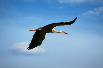 Adult white stork flying in the sky