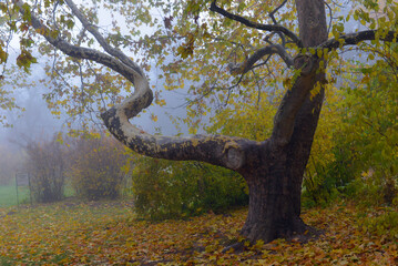 Fototapeta na wymiar Colorful autumn trees with yellowed foliage in the autumn park.