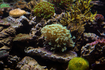 Underwater world. Coral reef under water