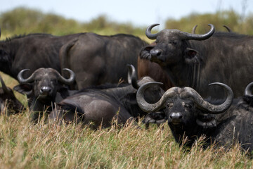 herd of kaffir buffalo lying in the grass in the masai mara nature reserve, kenya