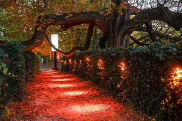 Bois arbre eclairage electricité rouge nuit securité parc environnement illumination nature...