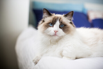 Young beautiful purebred Ragdoll cat at home