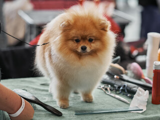 Cute Pomeranian dog stands on a dog Barber table to have a haircut. Professional dog grooming