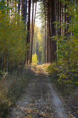 path in the woods