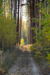 Obraz premium path in autumn forest