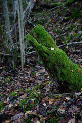 A beautiful mossy tree in the forest is overgrown with various leaves in autumn