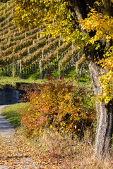 Reben Weingut Baum Herbst