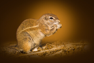 Portrait of a Cape Ground Squirrel (Xerus inauris) agaisnt stylized background