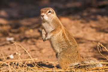 Portrait of a Cape Ground Squirrel (Xerus inauris) standing on hind legs