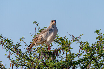 Gabar goshawk (Micronisus gabar) perched in top of tree against blue sky
