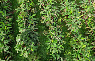 Integrated farming,agricultural system in which a farmer conducts different agricultural practice together two or more of plants simultaneously in the same field